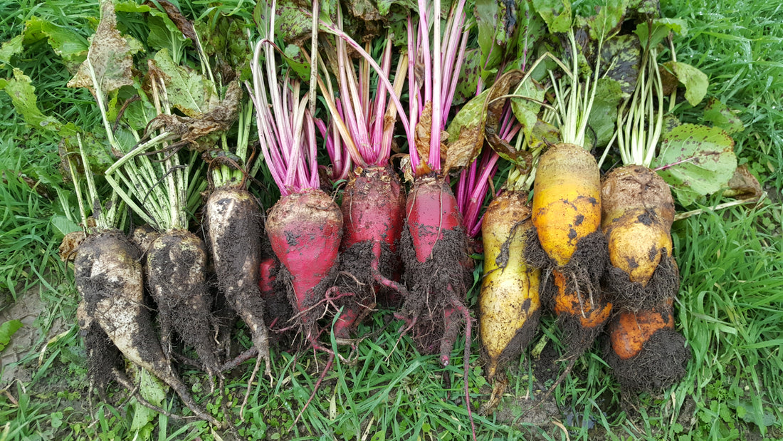several beet roots are in our root cellar for the Spring grow out