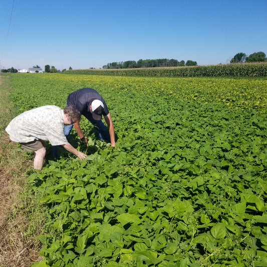 Wow! A Field of Dreams- A Field of Beans!