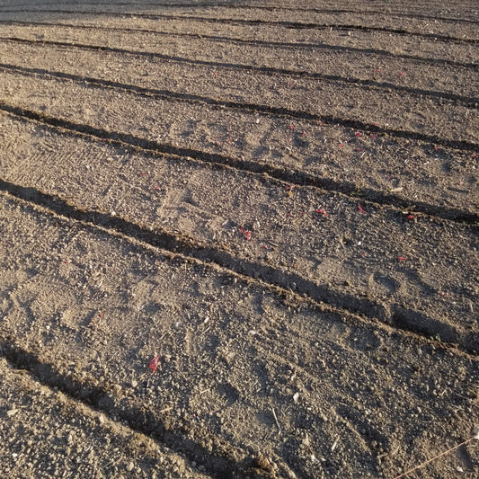 Progression of the 2021 corn planting and harvest