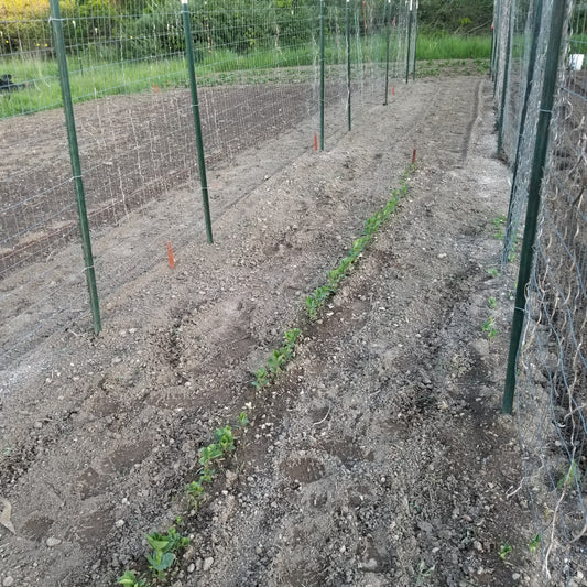 Trellis Construction--In Anticipation of Plants to Come
