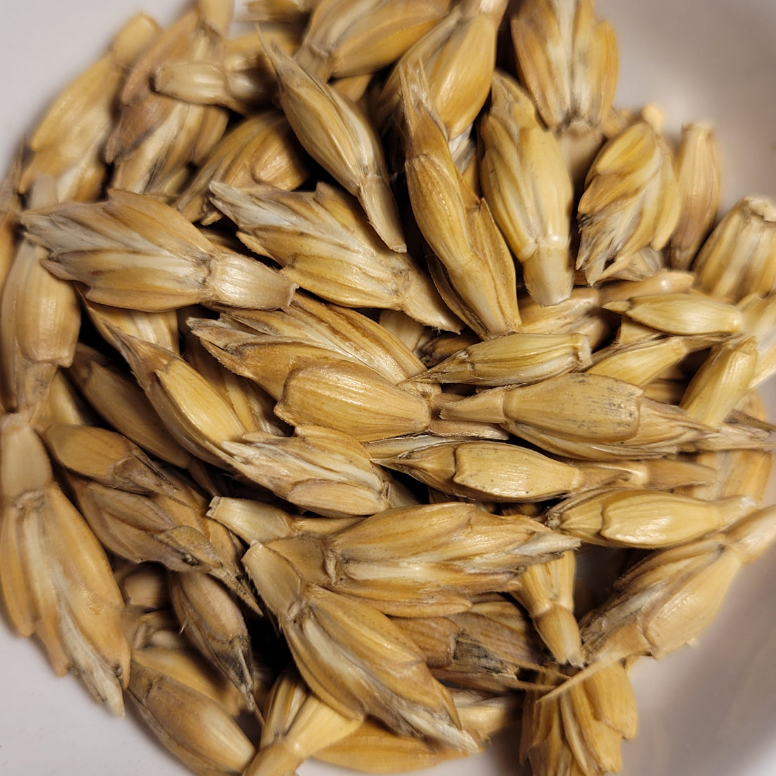 Adventures in spelt & dinkel dehulling