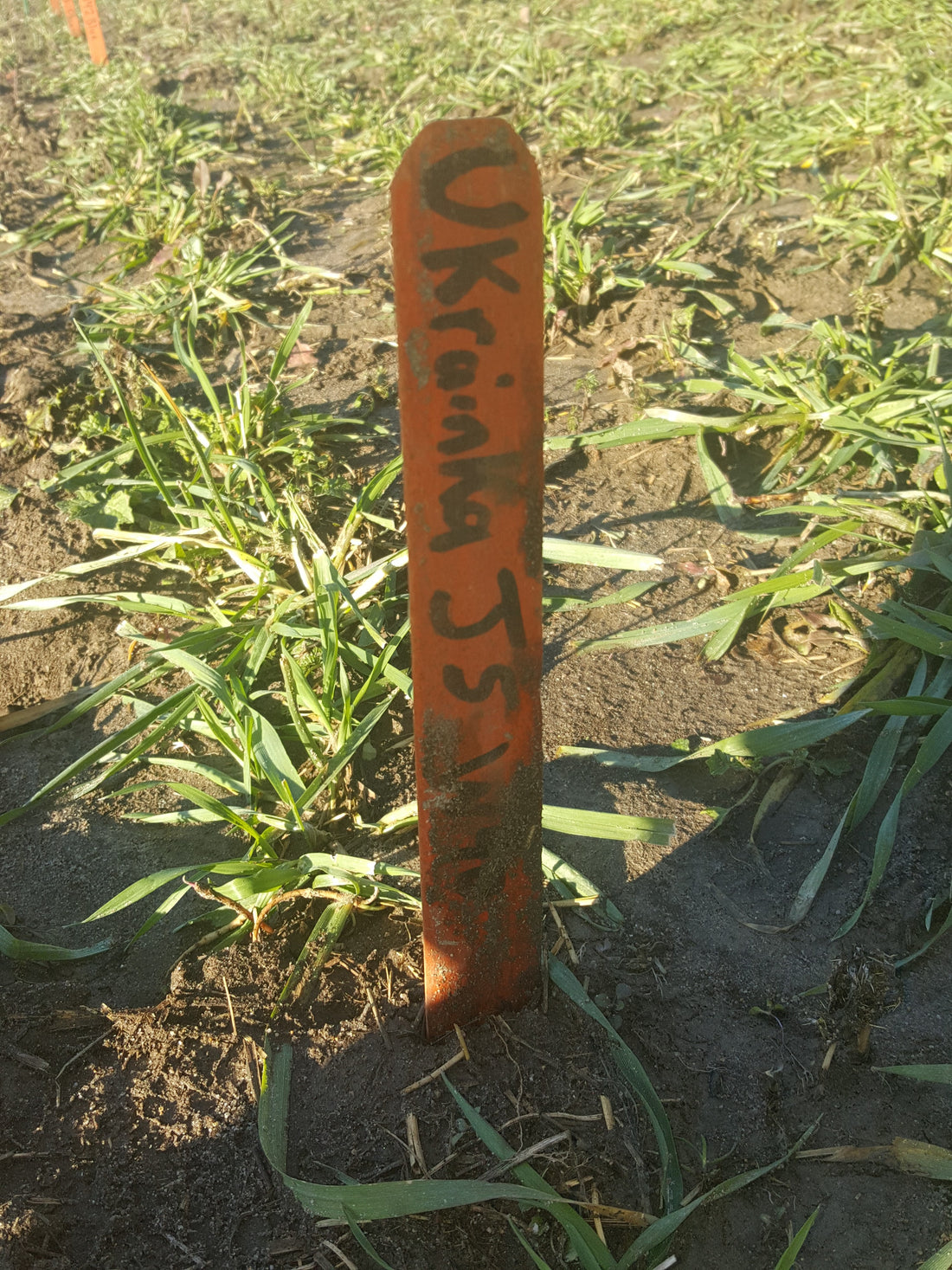 Ukrainka winter wheat