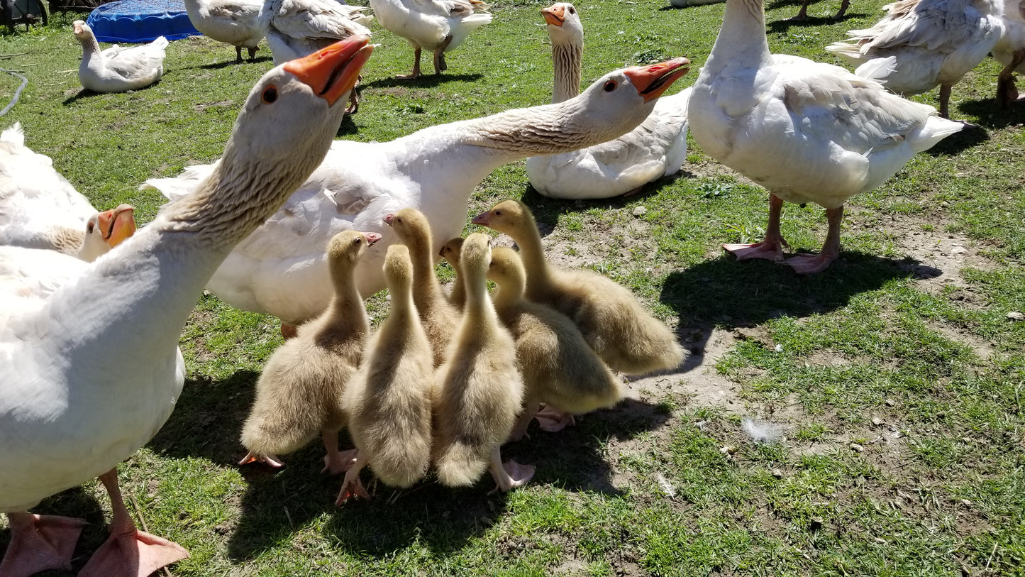 goslings are protected by the glock of adult geeese