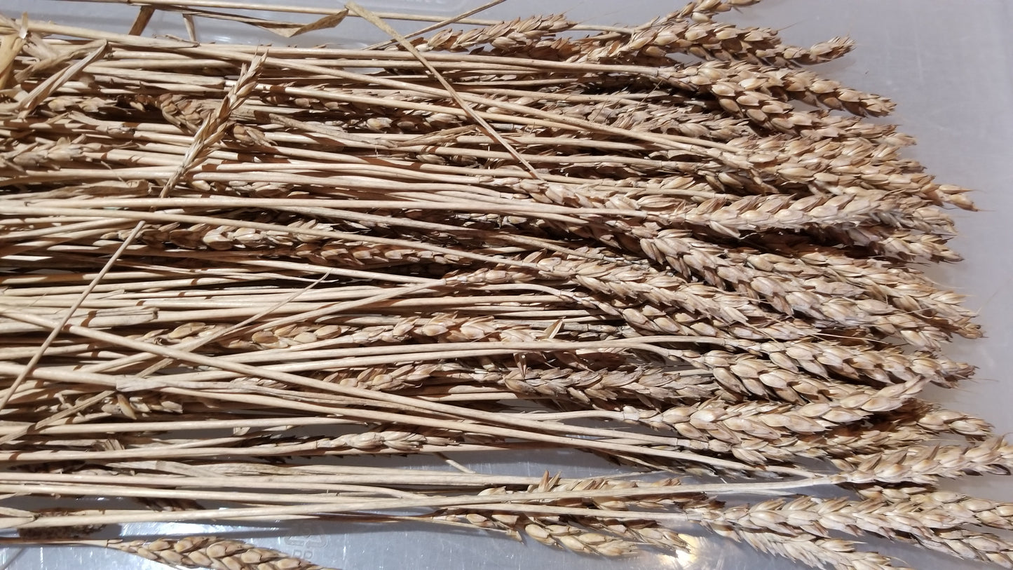Akmolinka Wheat