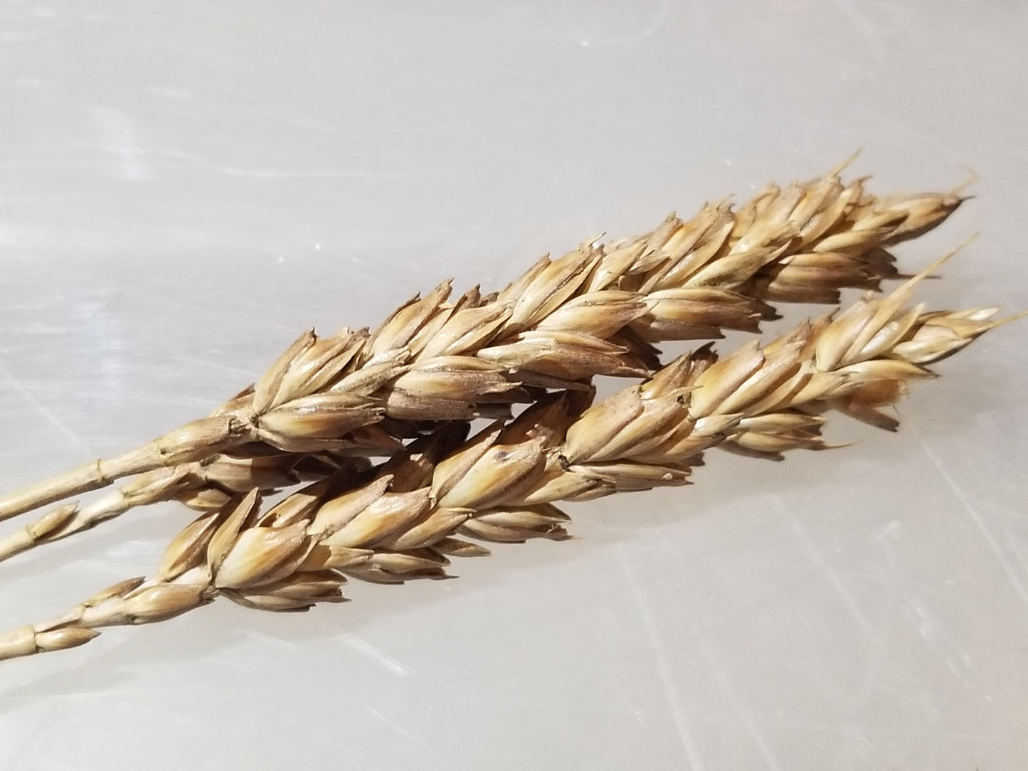 Akmolinka Wheat (heads of)