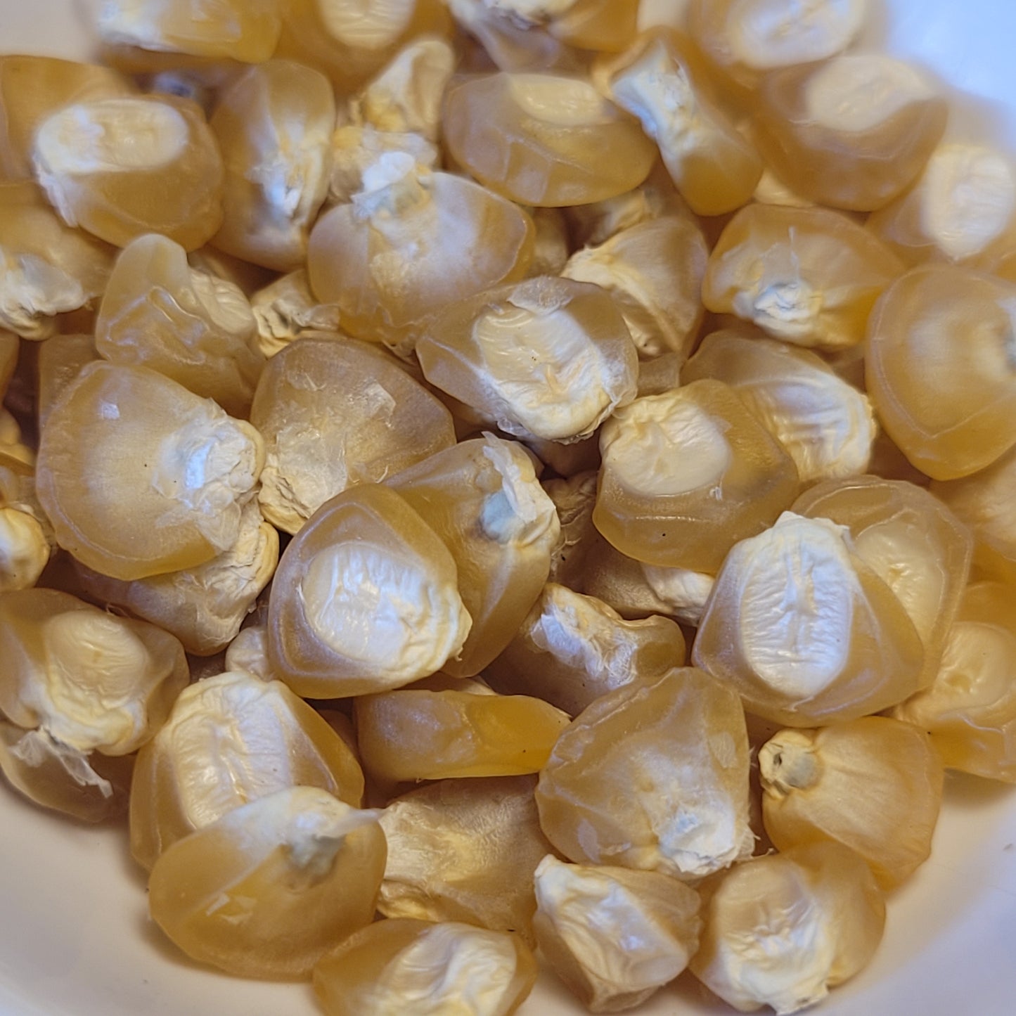 seeds of Koas Corn