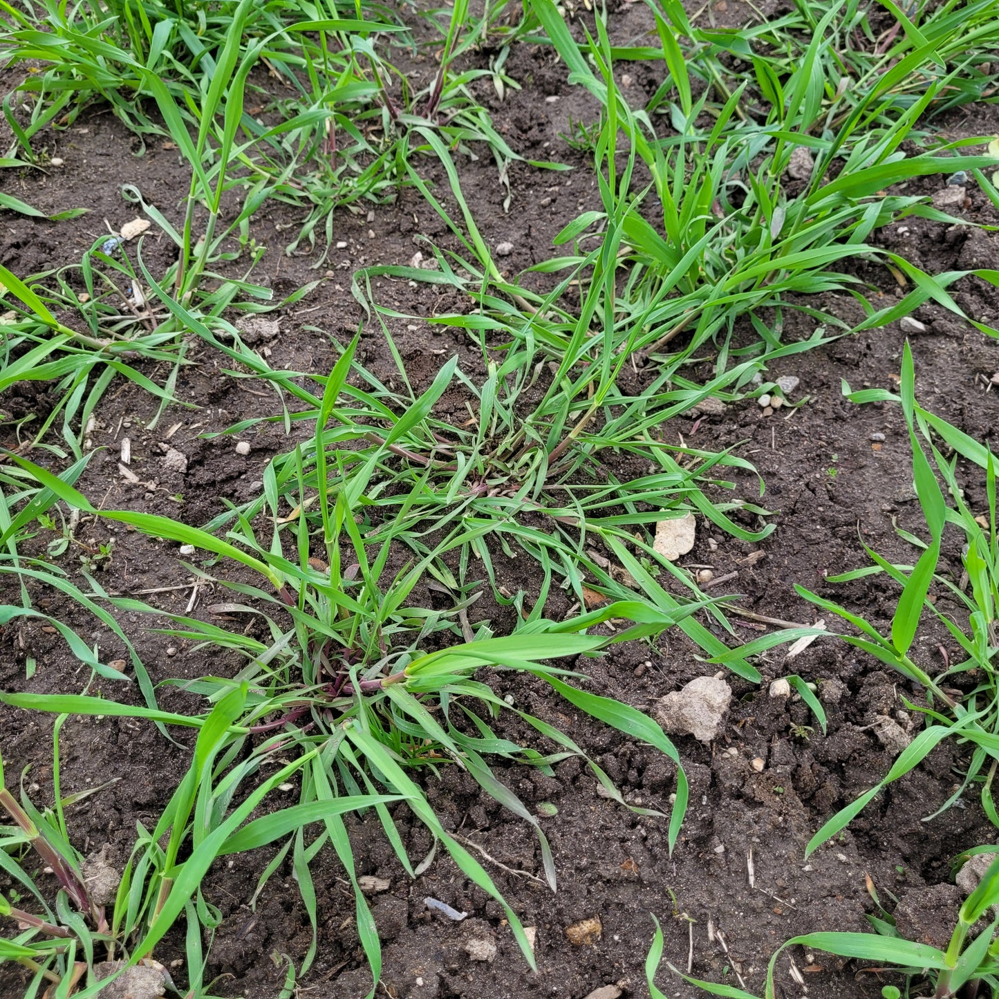 Sangaste Rye