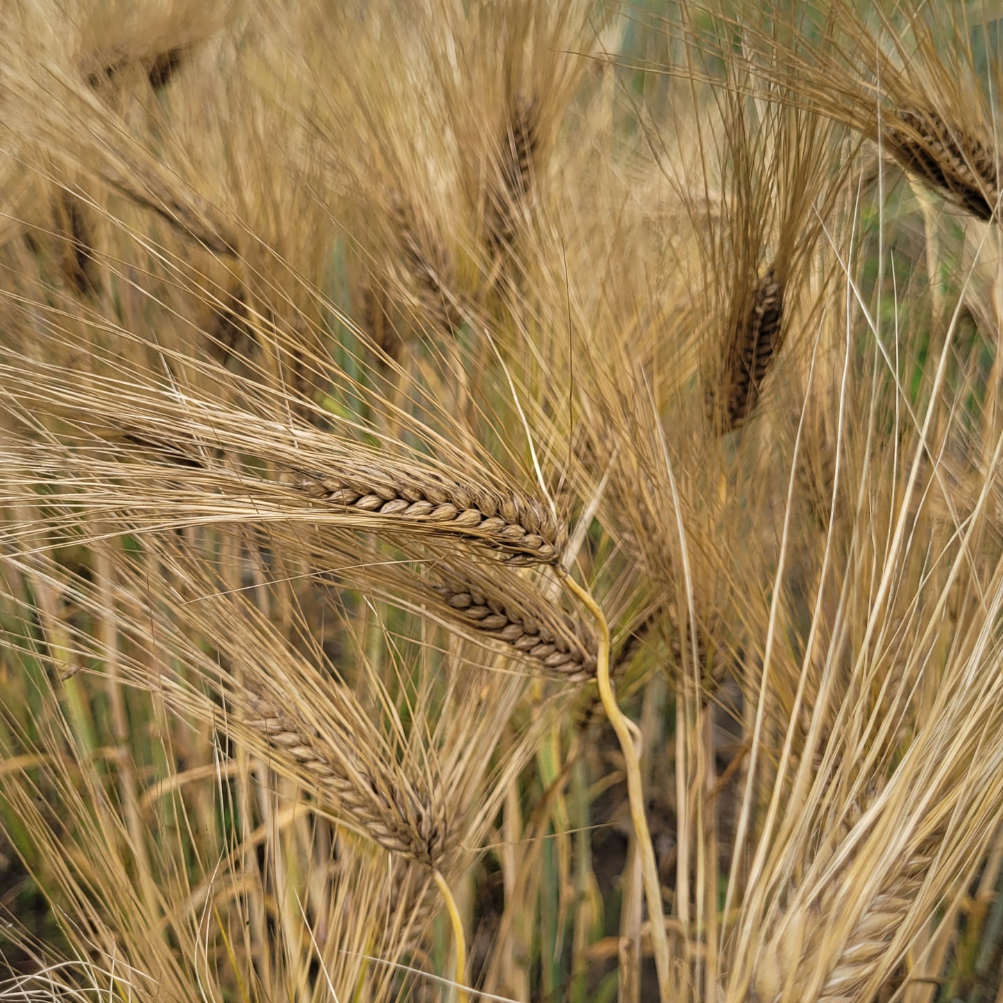 Pike Barley