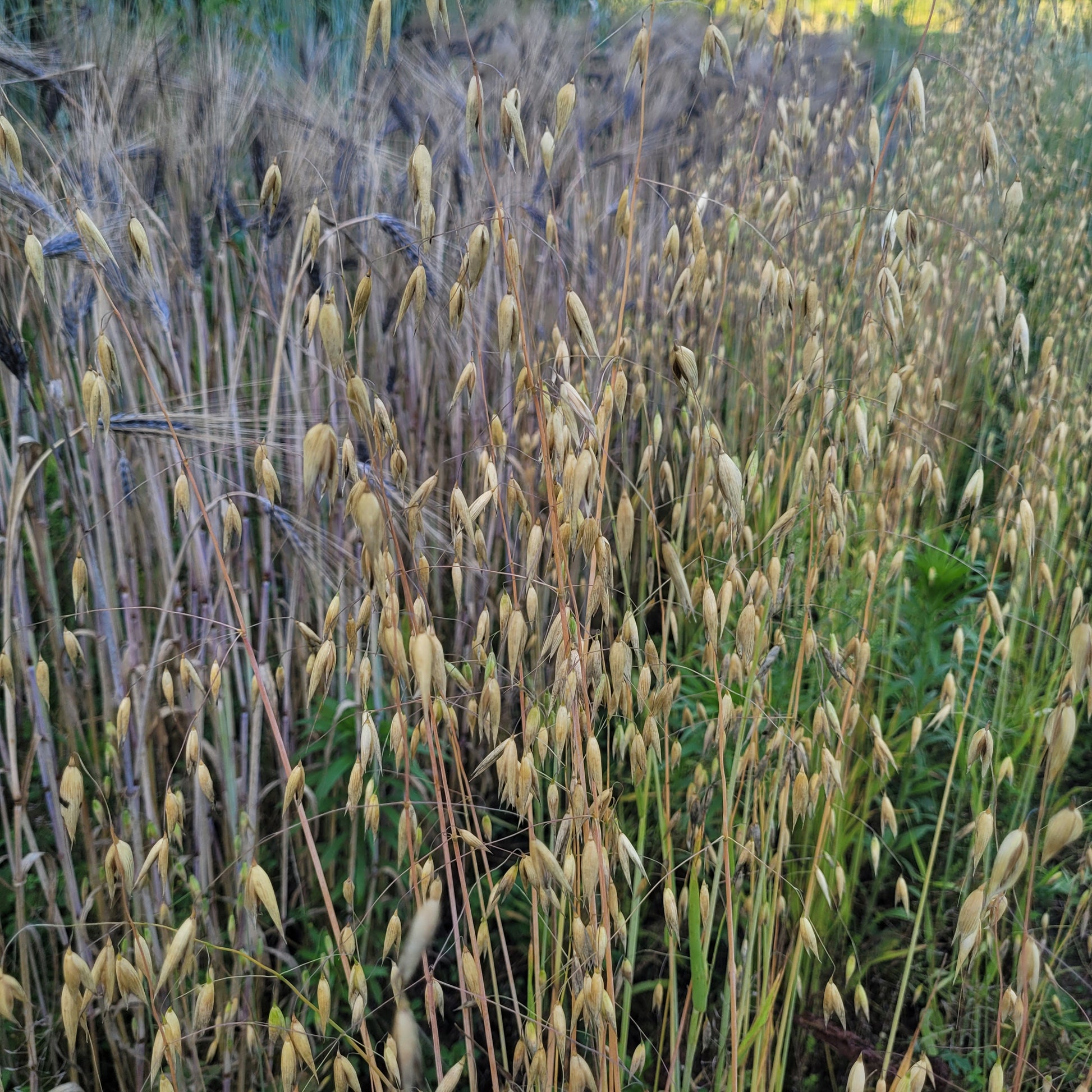 Wintok Oats