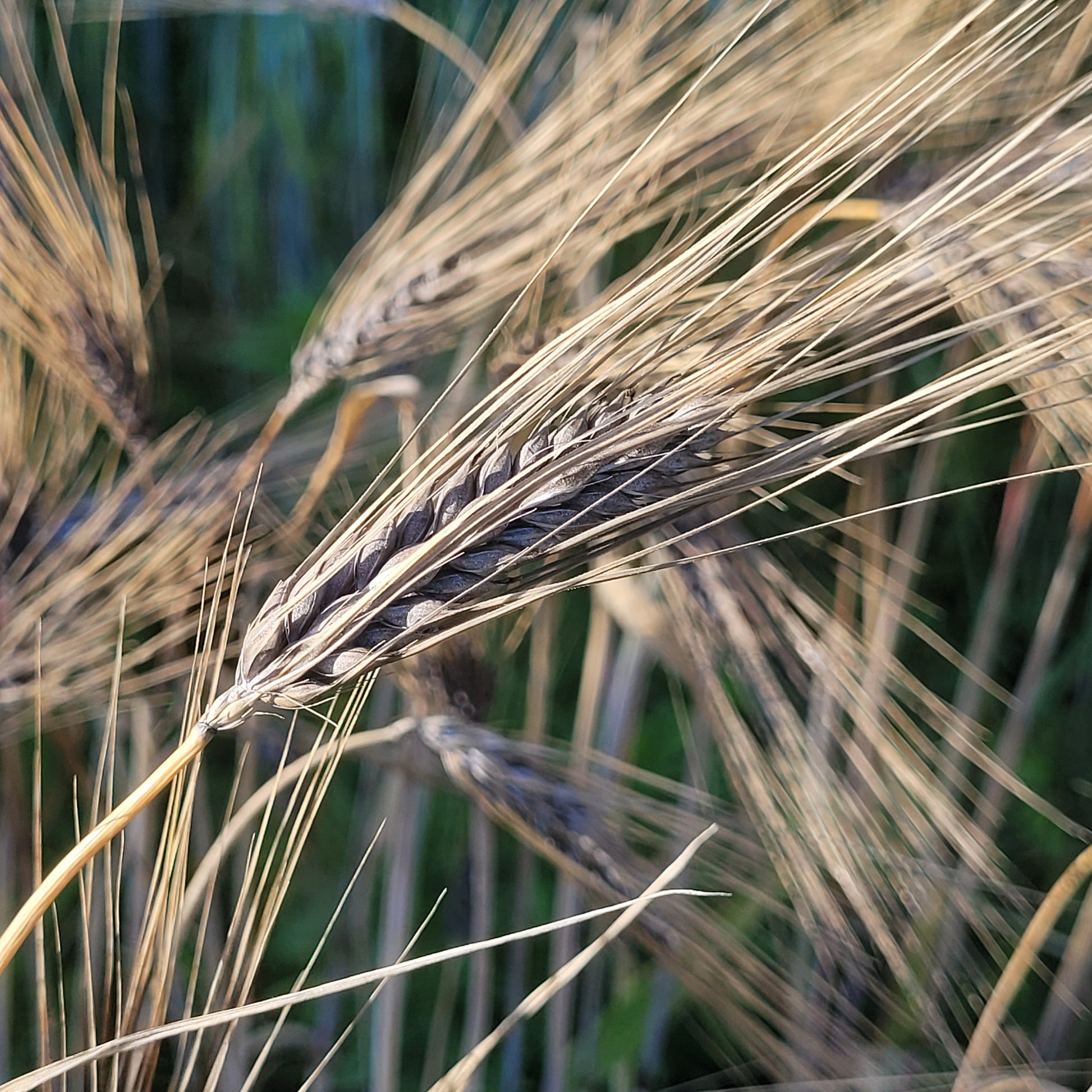 Black Russian Barley