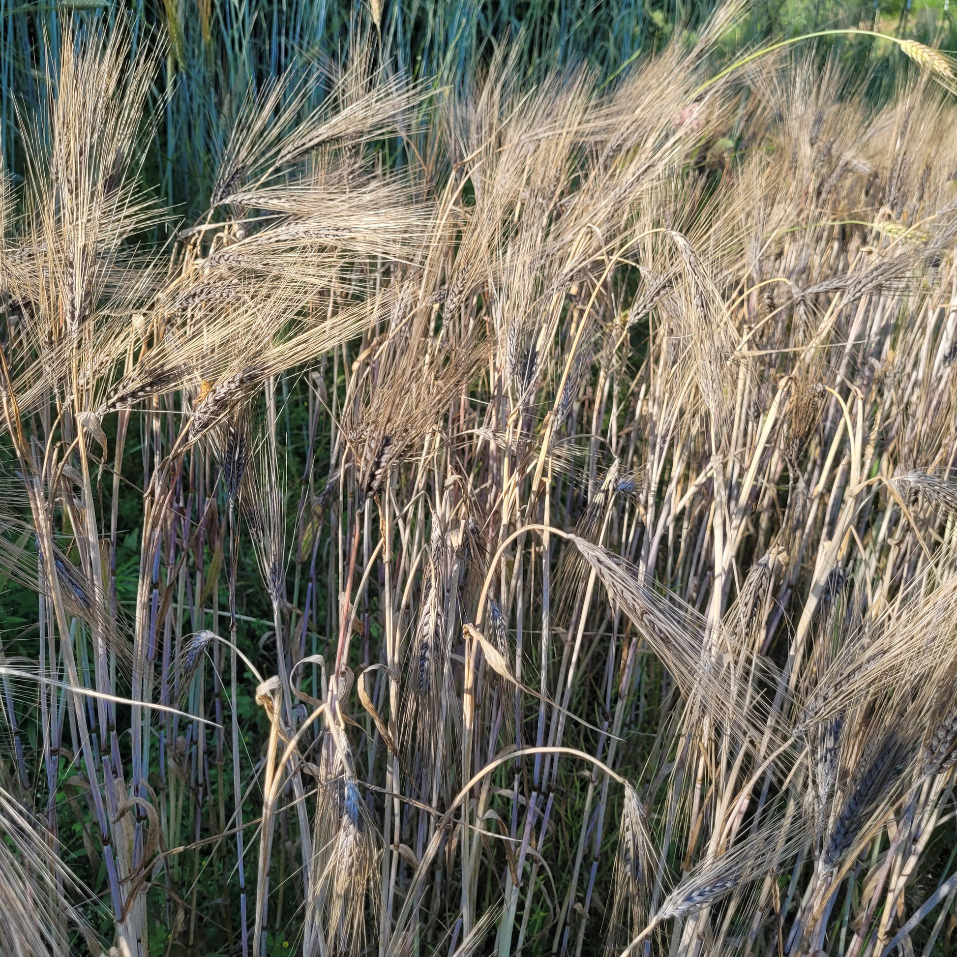 Black Russian Barley