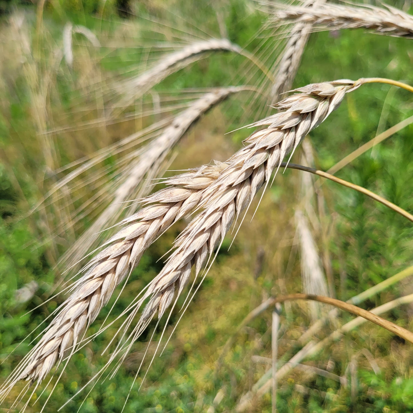 Bokolo Triticale