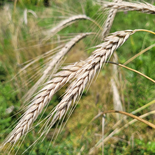 Bokolo Triticale