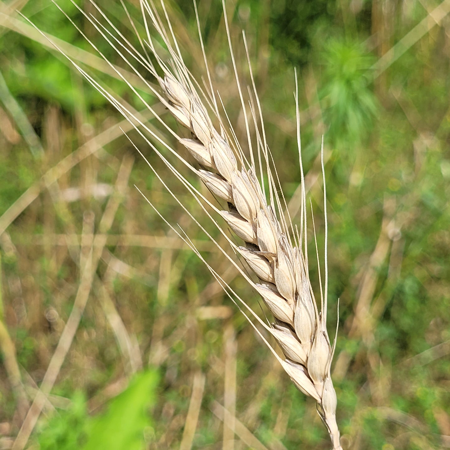 Ma Cha Mai Triticale