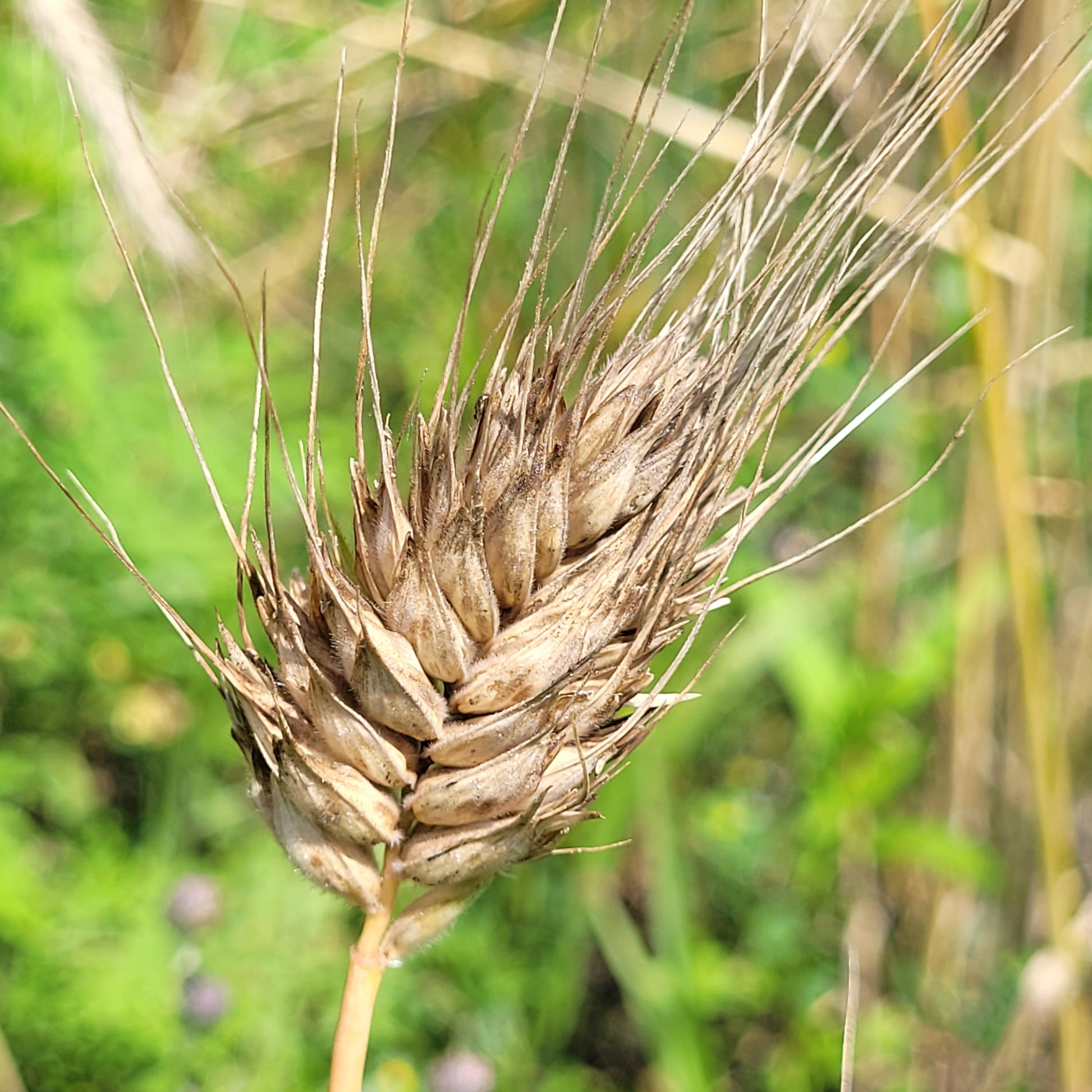 Militinae Wheat