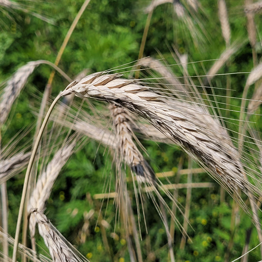 OAC Wintri Triticale