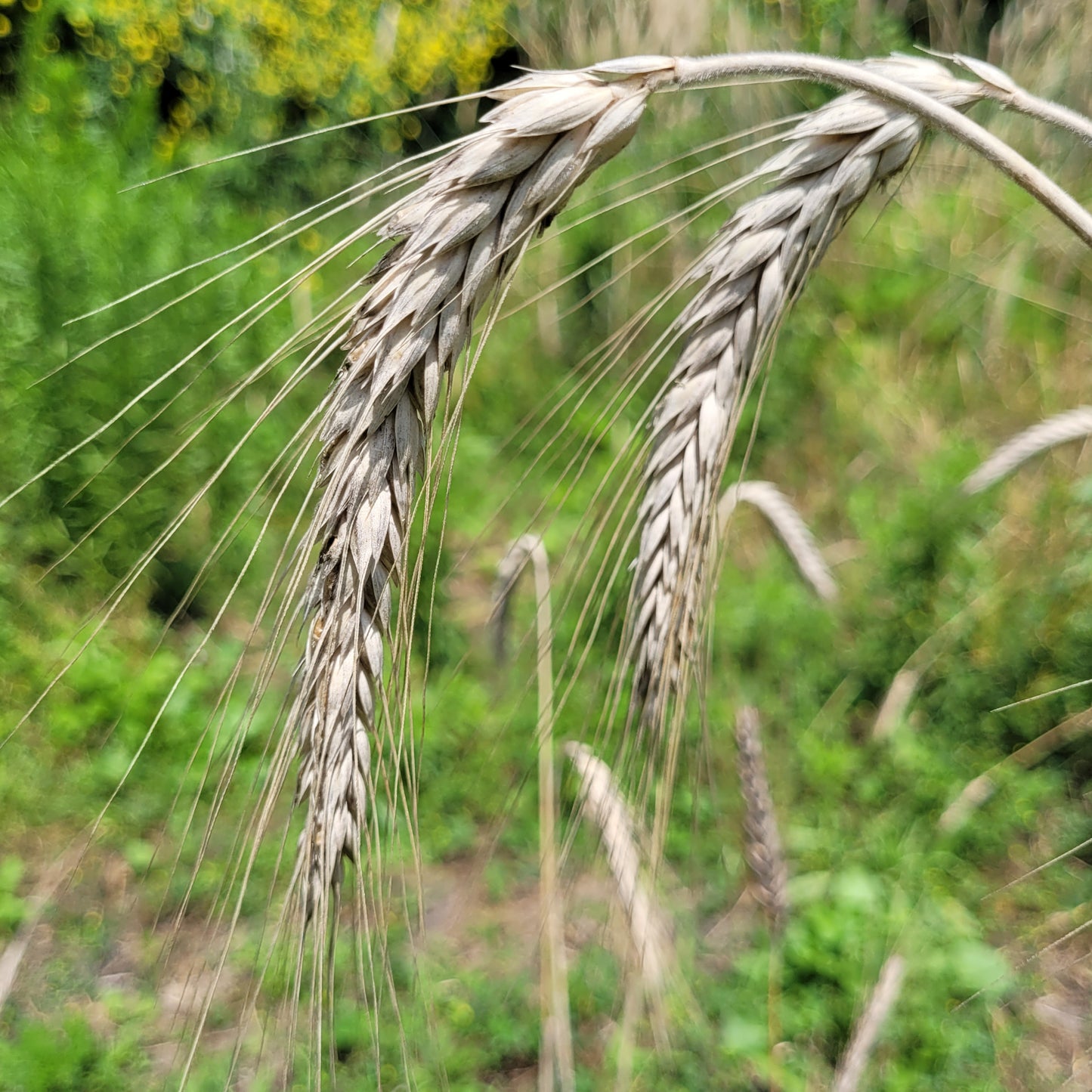 Szalkas Triticale