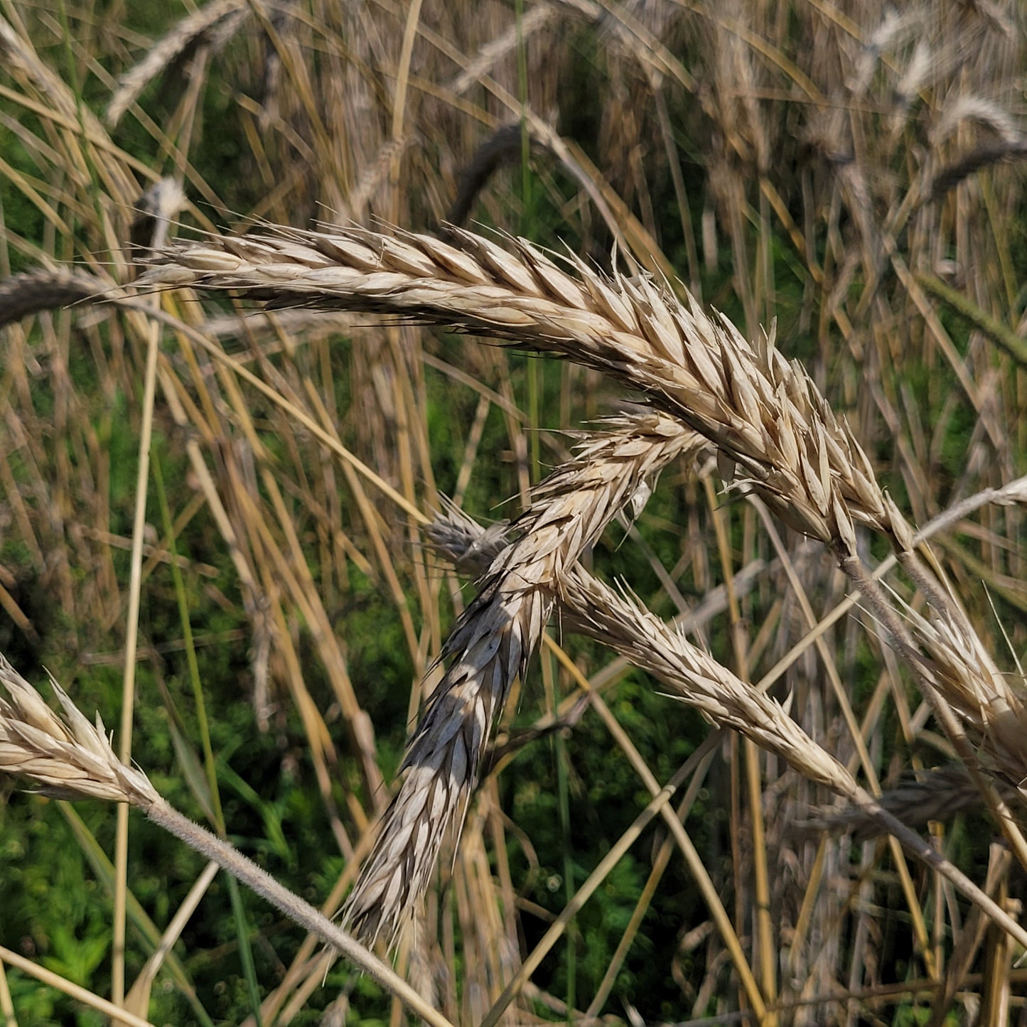 Blizzard Triticale
