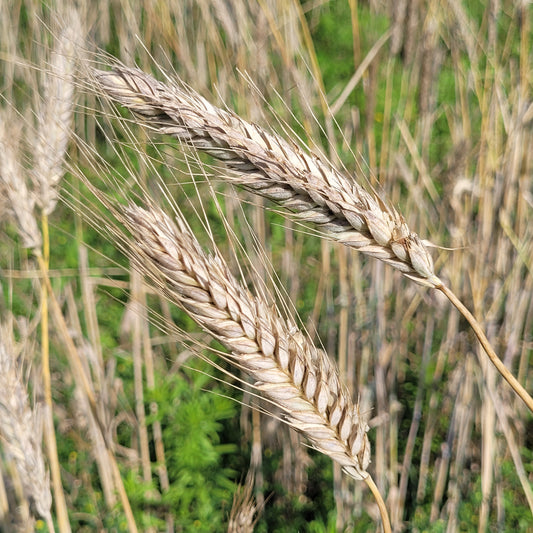 Enduro Triticale grain heads