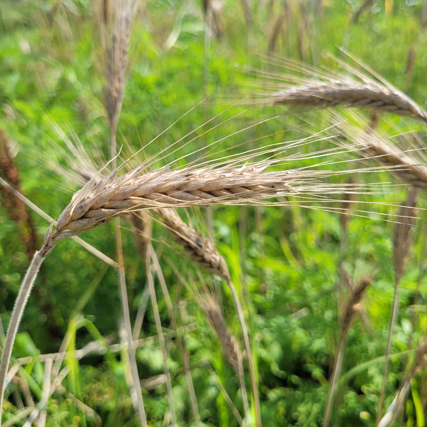Lasko Triticale grain heads