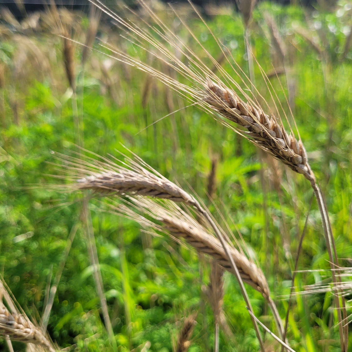 Lasko Triticale grain heads