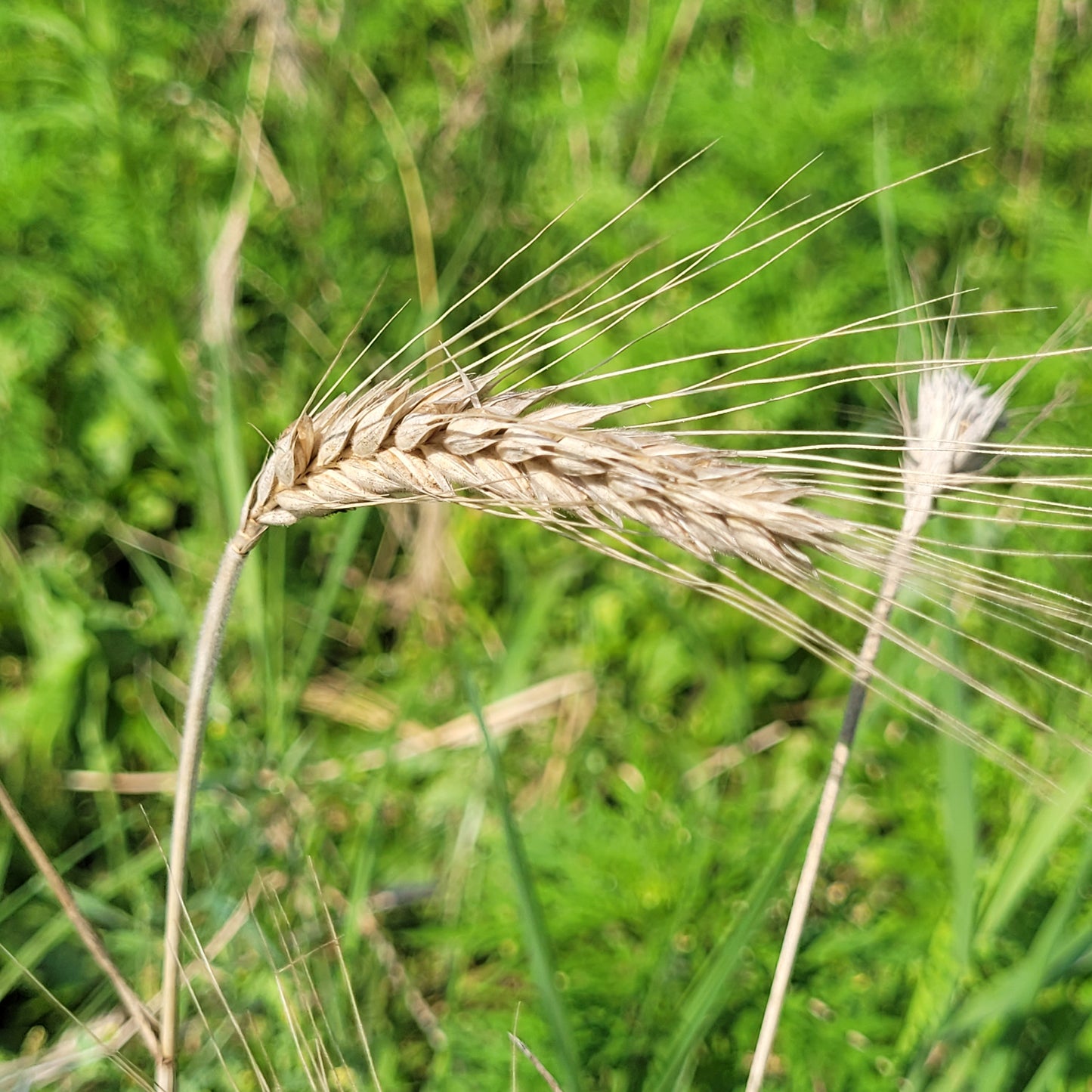 Lasko Triticale grain heads