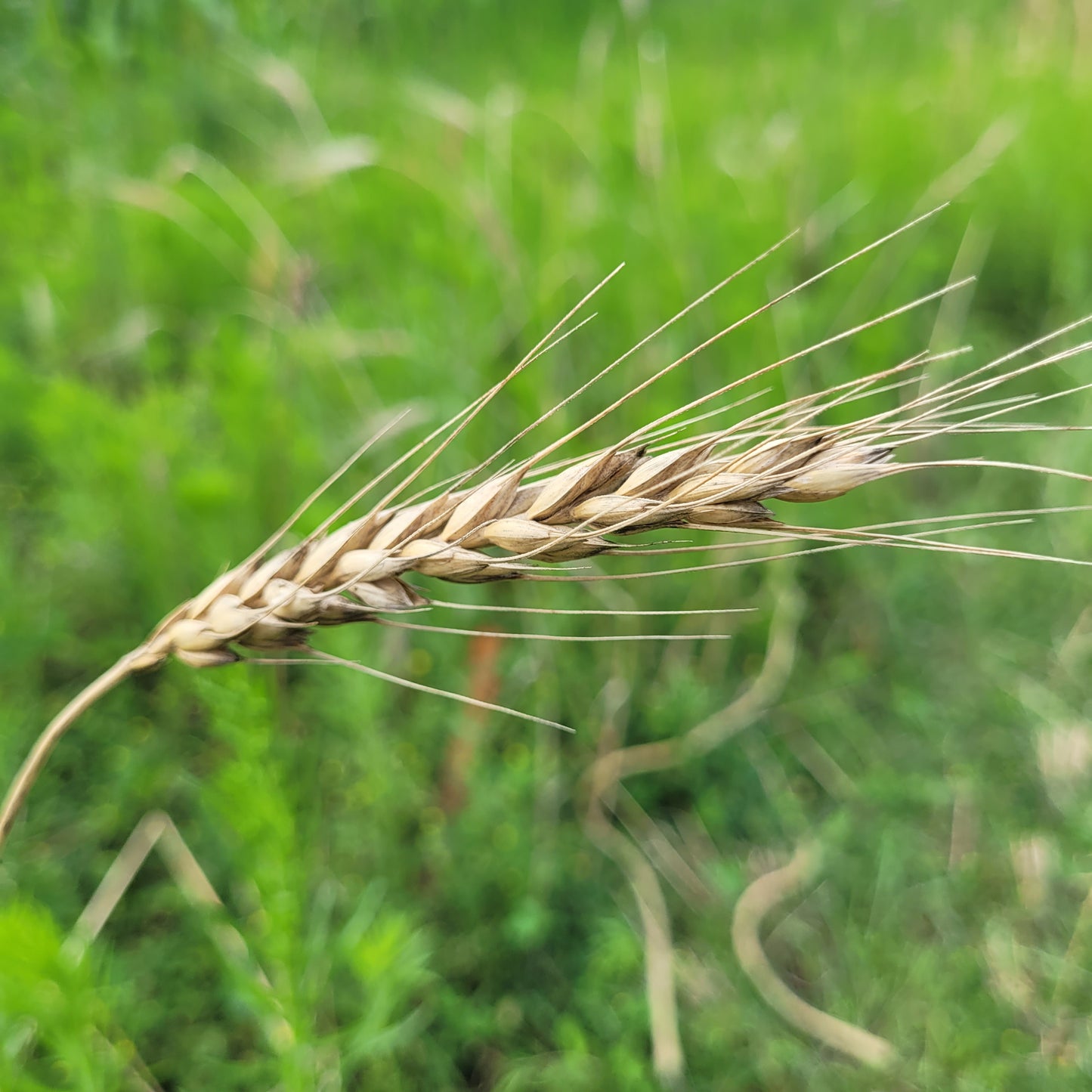 Ma Cha Mai Triticale