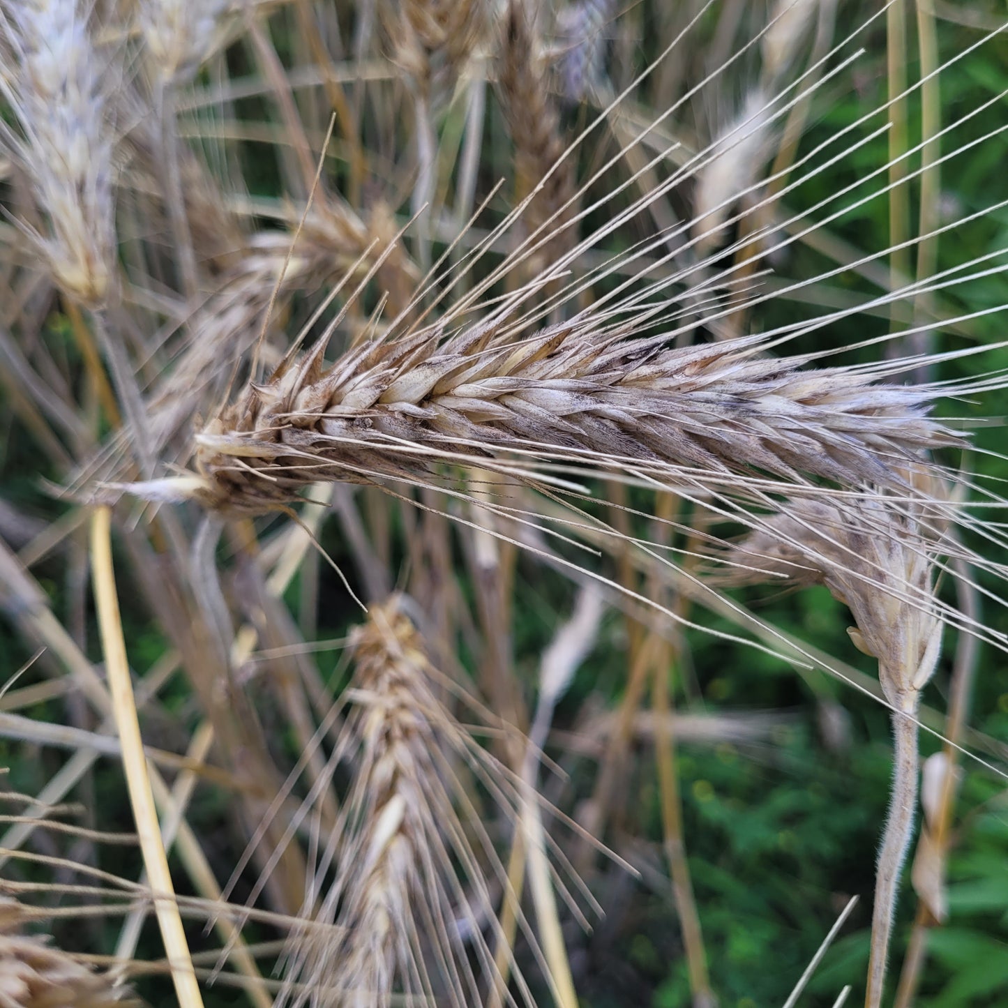 Warszawa Triticale