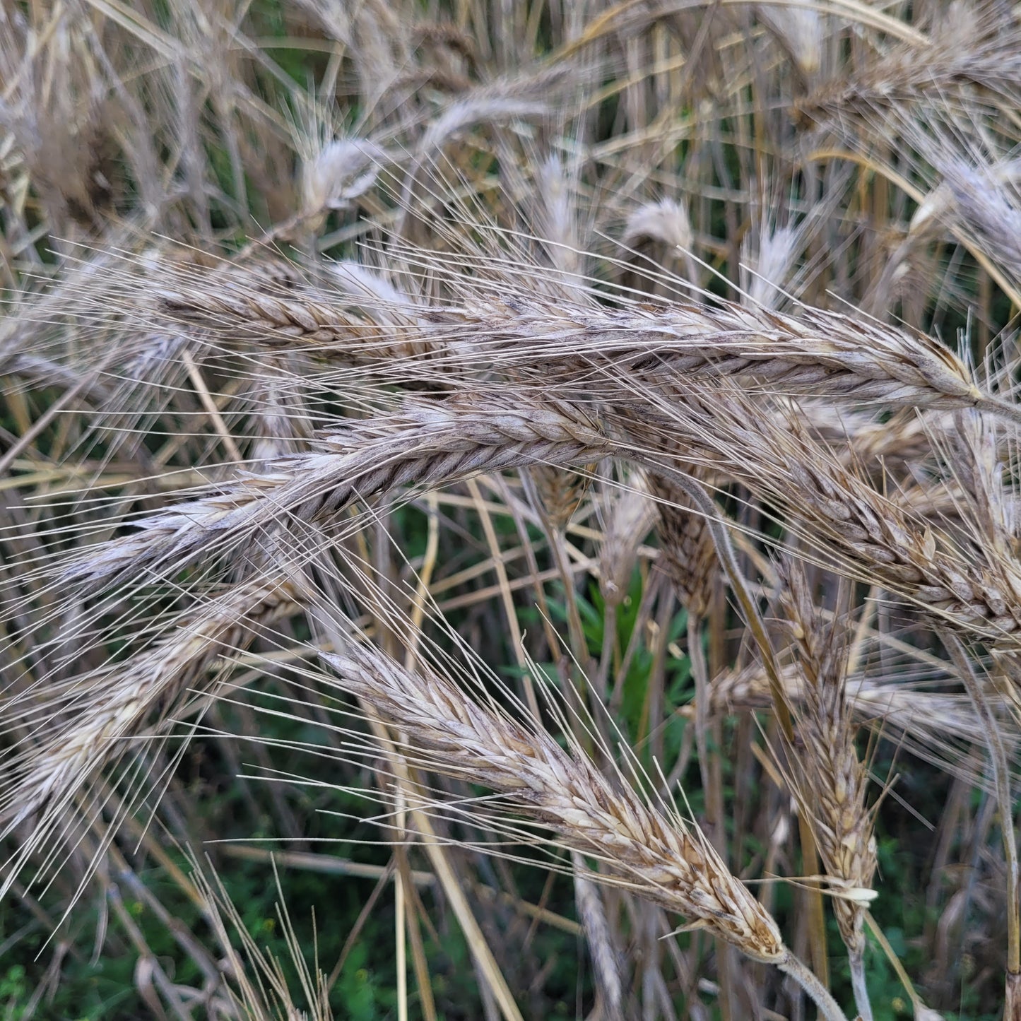 Warszawa Triticale