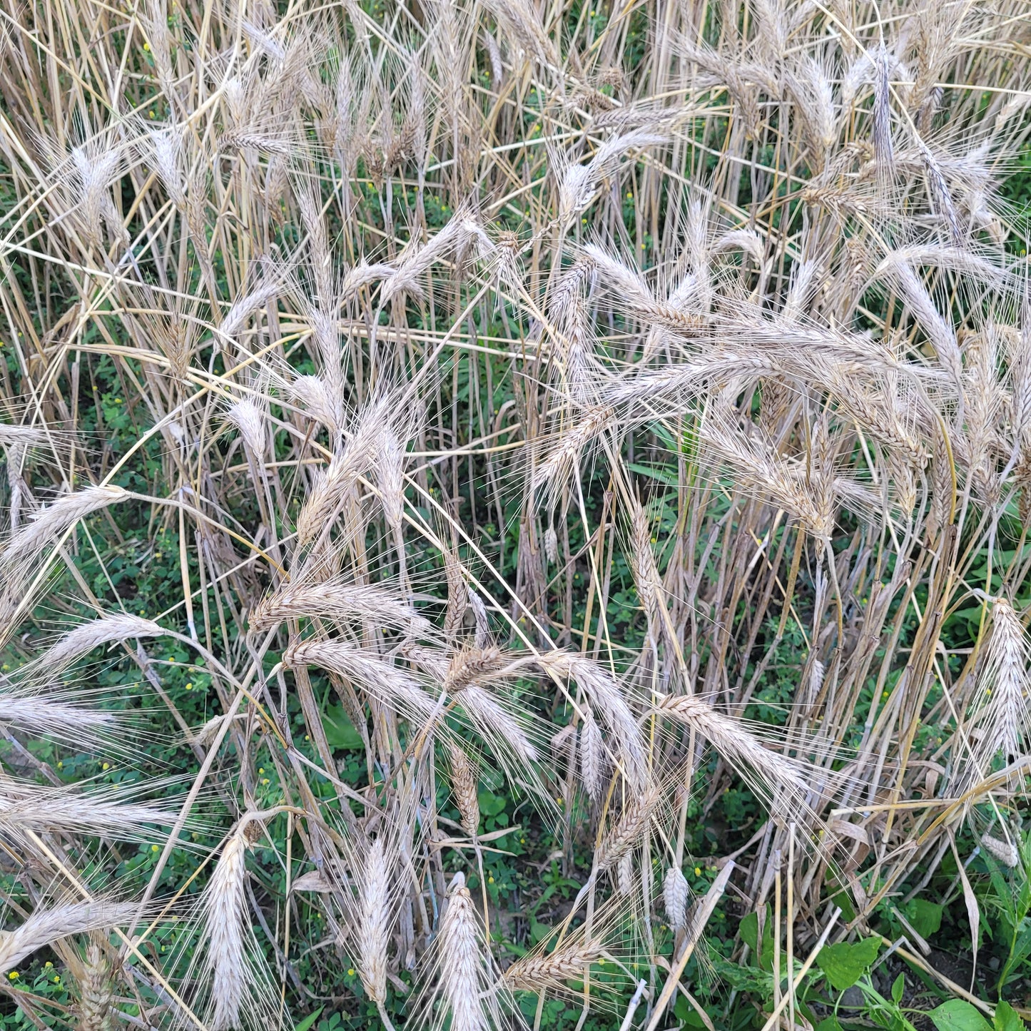 plot of Warszawa Triticale had great winter survival