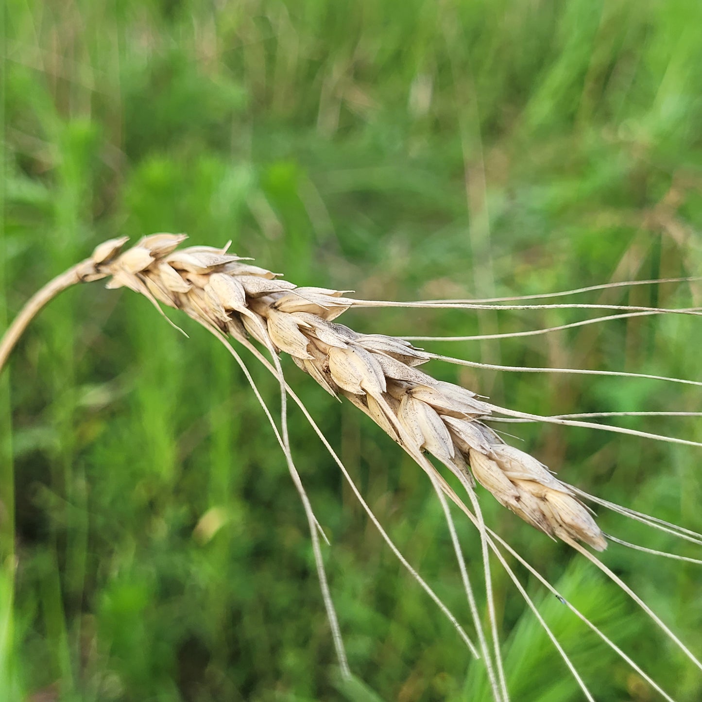 Fulcaster Awned Wheat