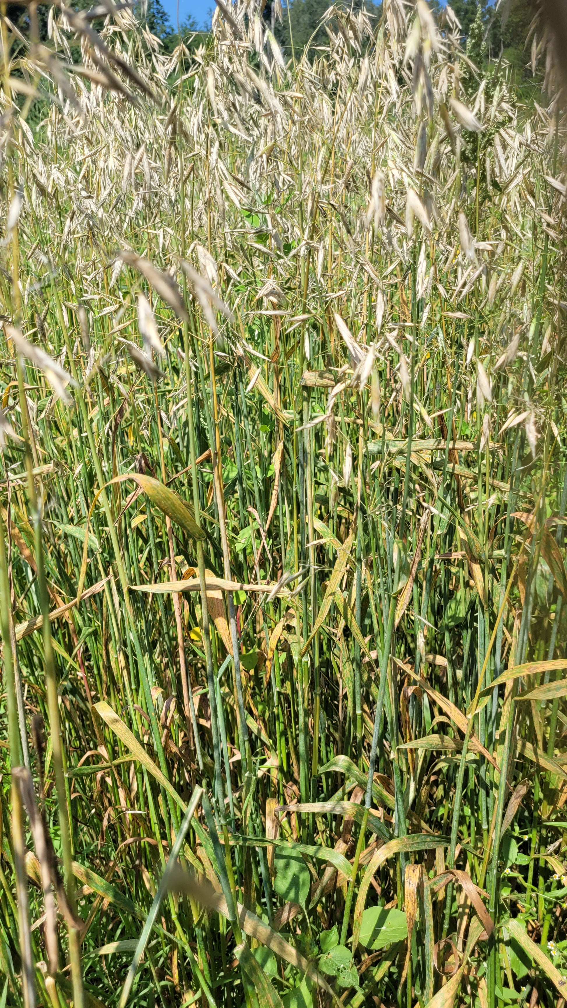 Vicar Hull-less Oats