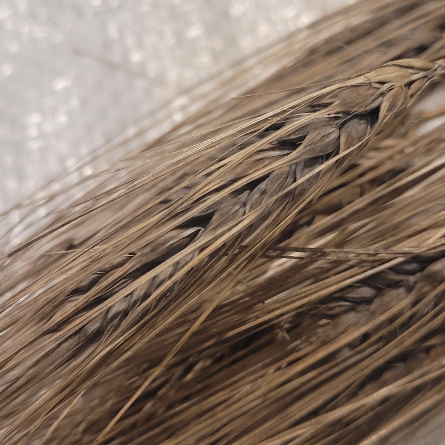 Abyssinian Winter Barley