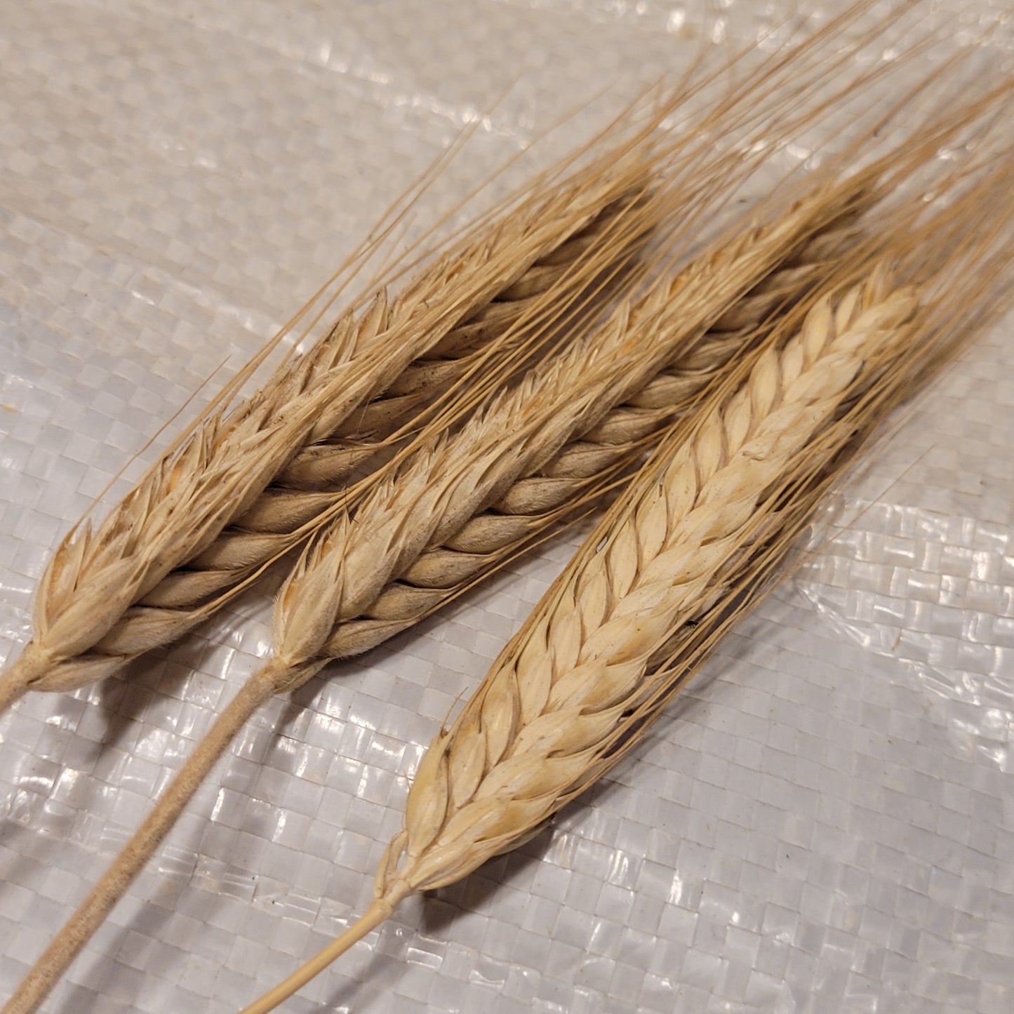 Lasko Triticale