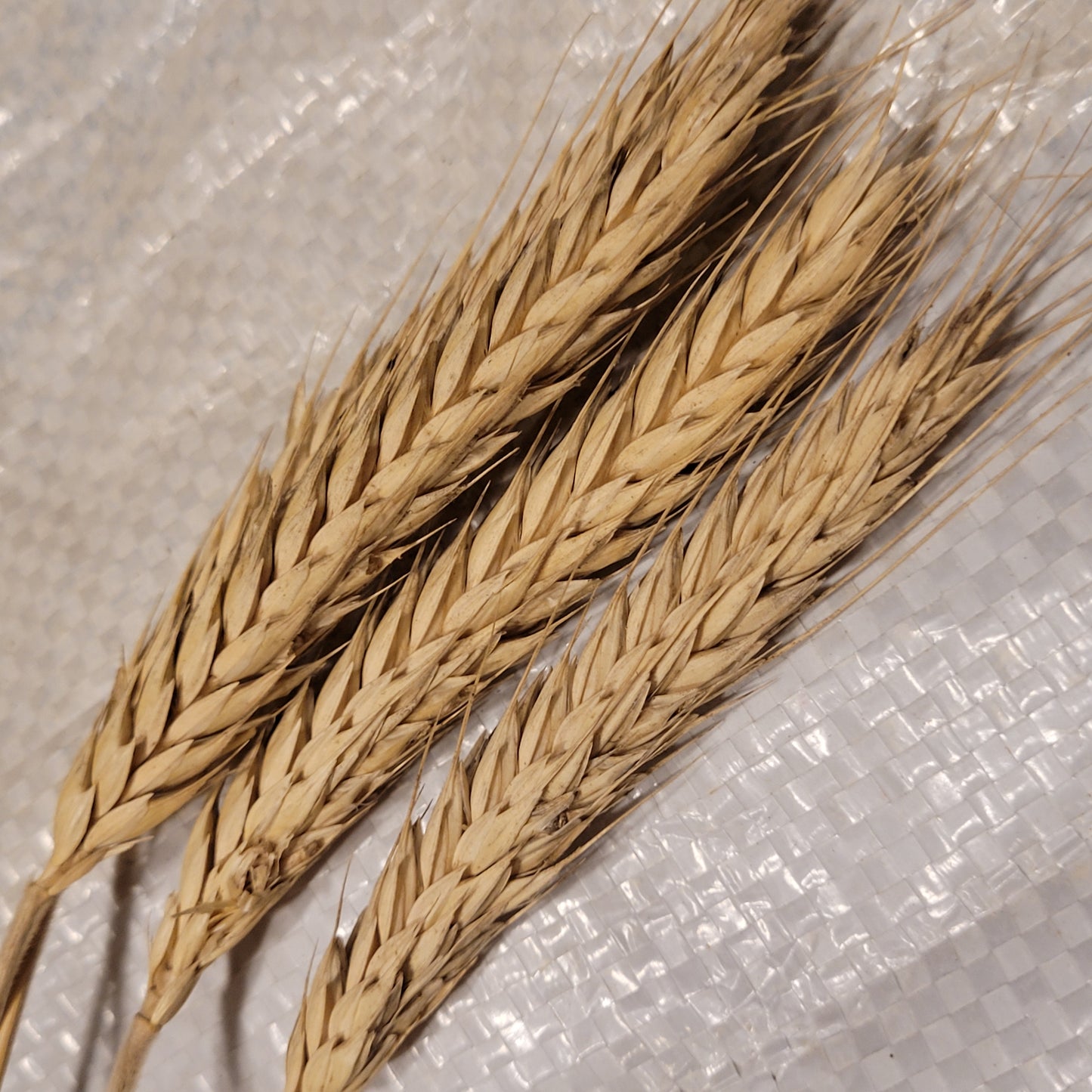 Lasko Triticale