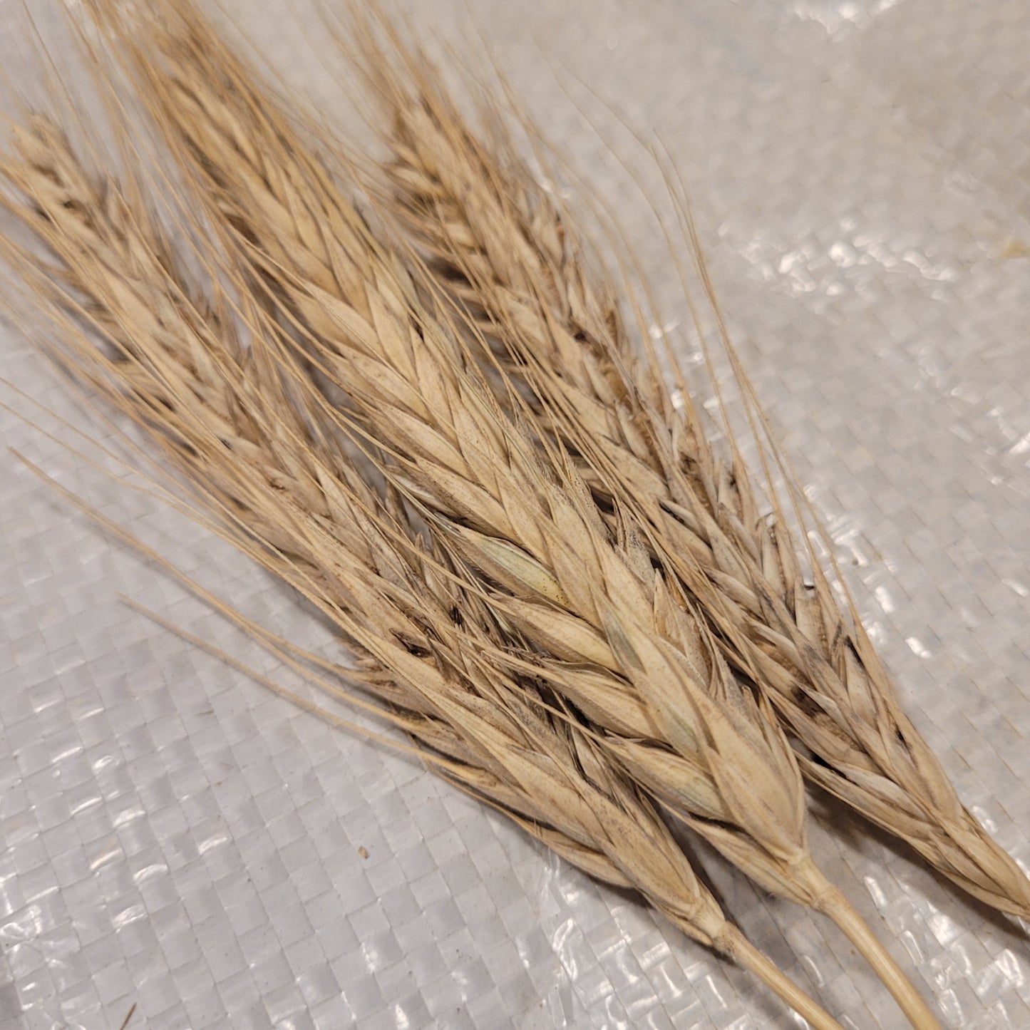 Bokolo Triticale