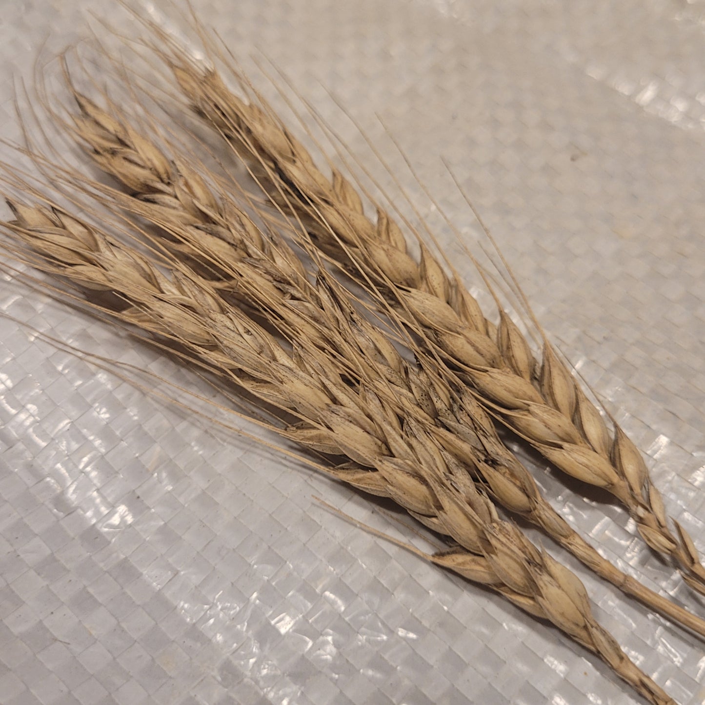 Ma Cha Mai Triticale