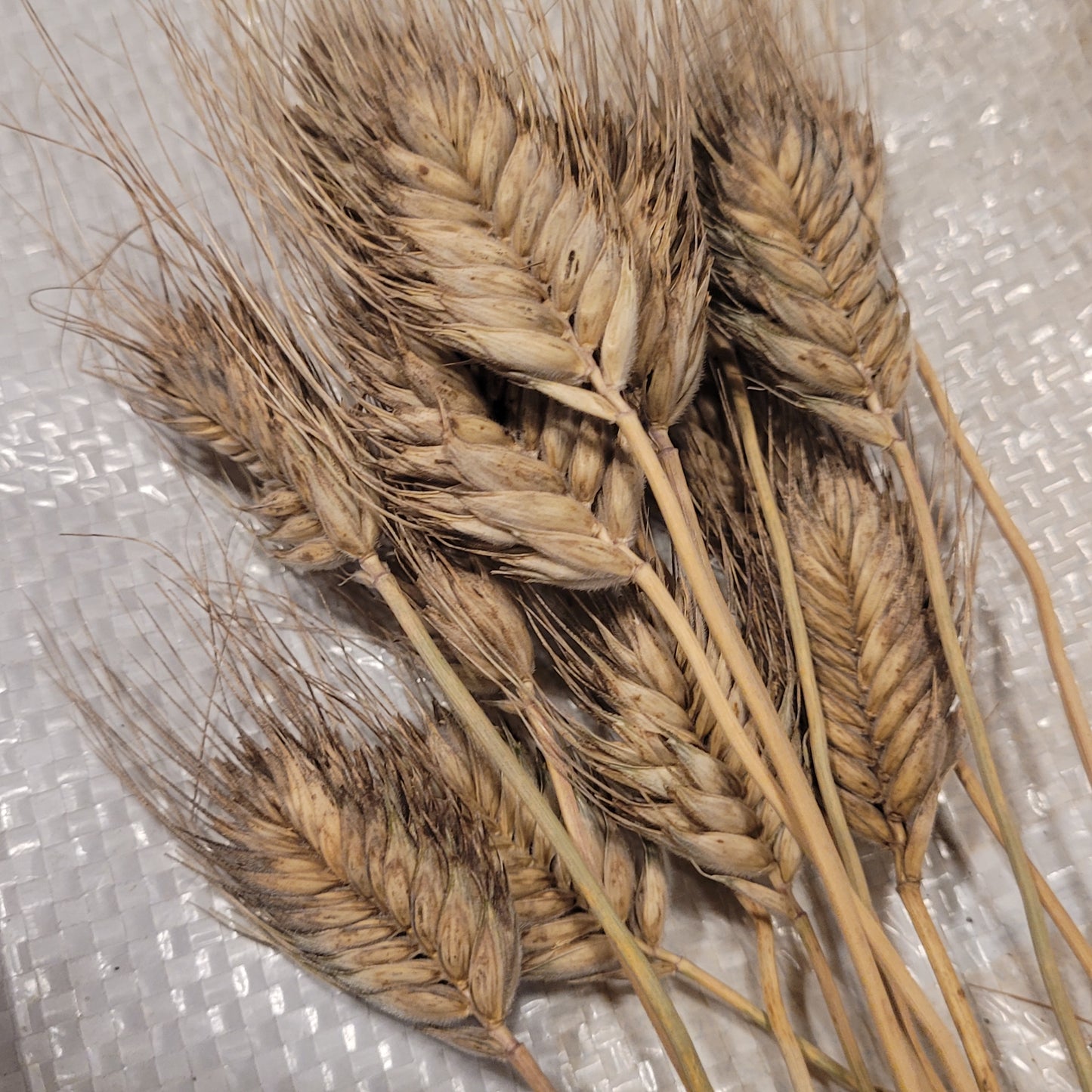 Militinae Wheat