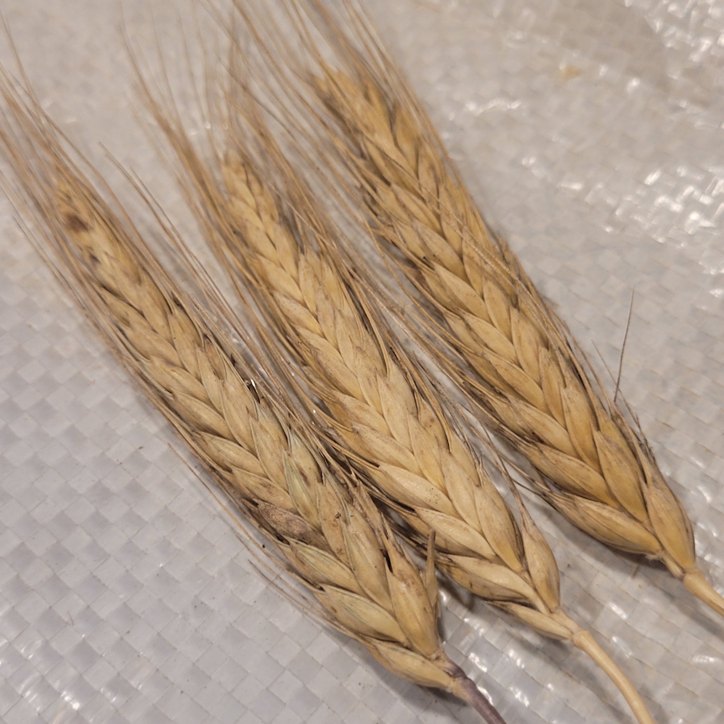 Mnogoletnee Sadykova Triticale