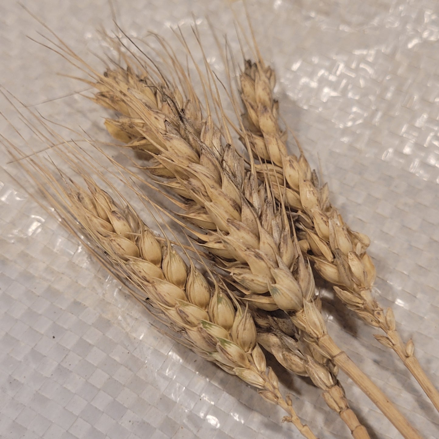 Riebesel Triticale