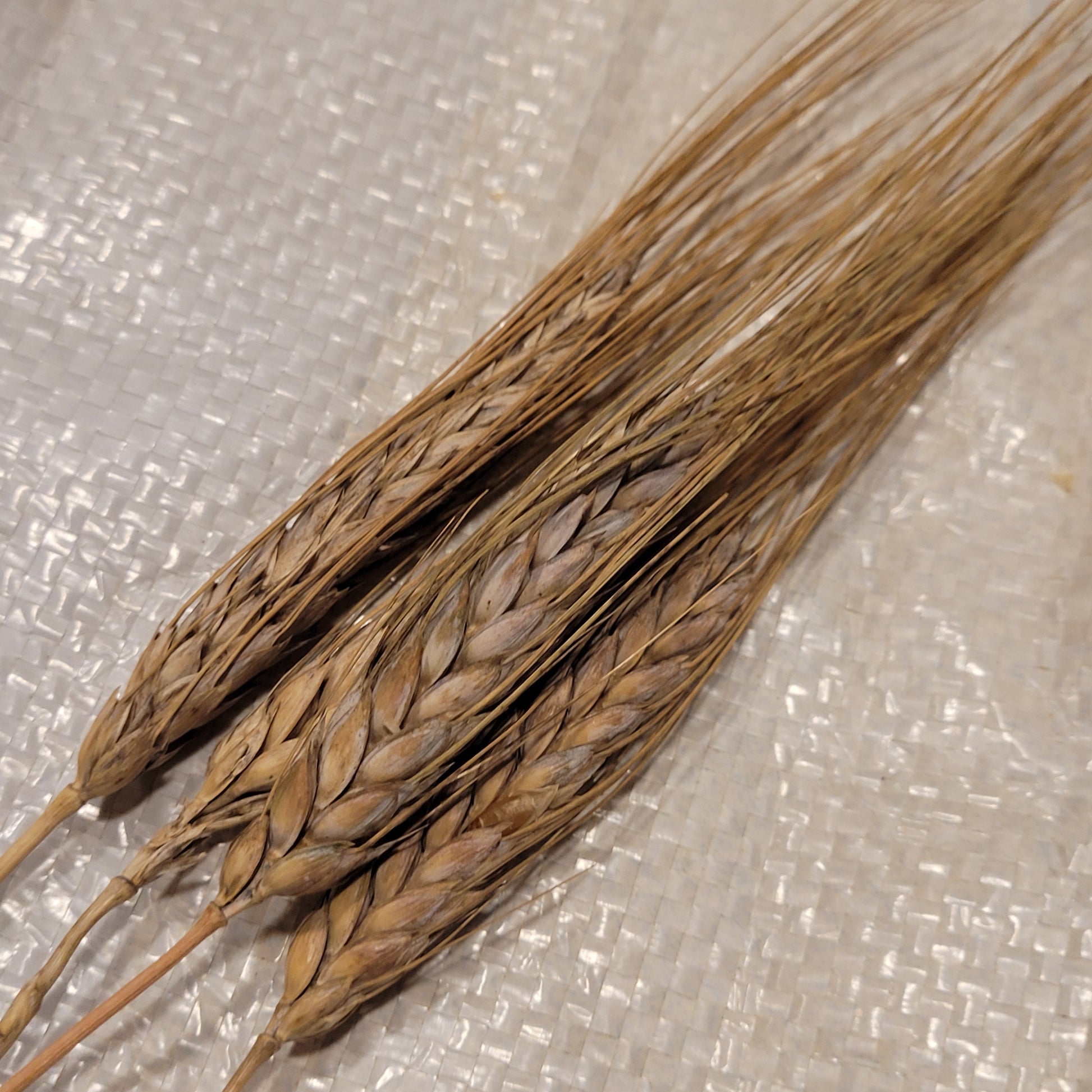 awned heads of Arnautka Fall Durum Wheat