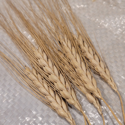 Sentiencium Jere Emmer with awns on heads