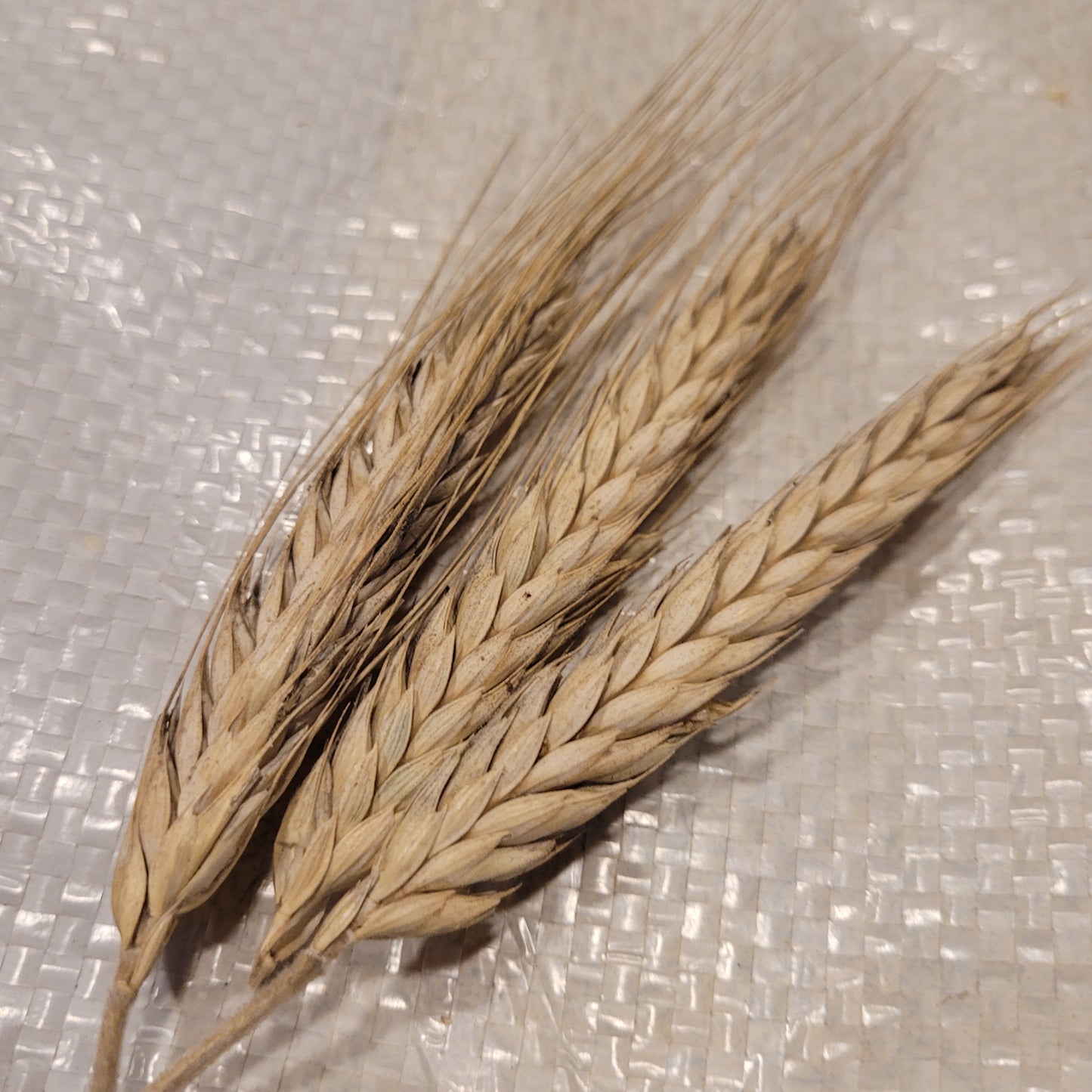 Sulyndina Triticale