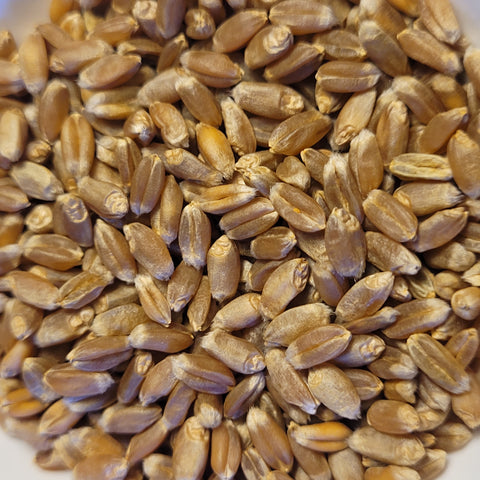 Akmolinka Wheat seeds
