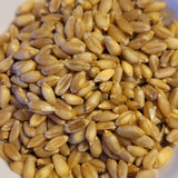 Phoenix Wheat
