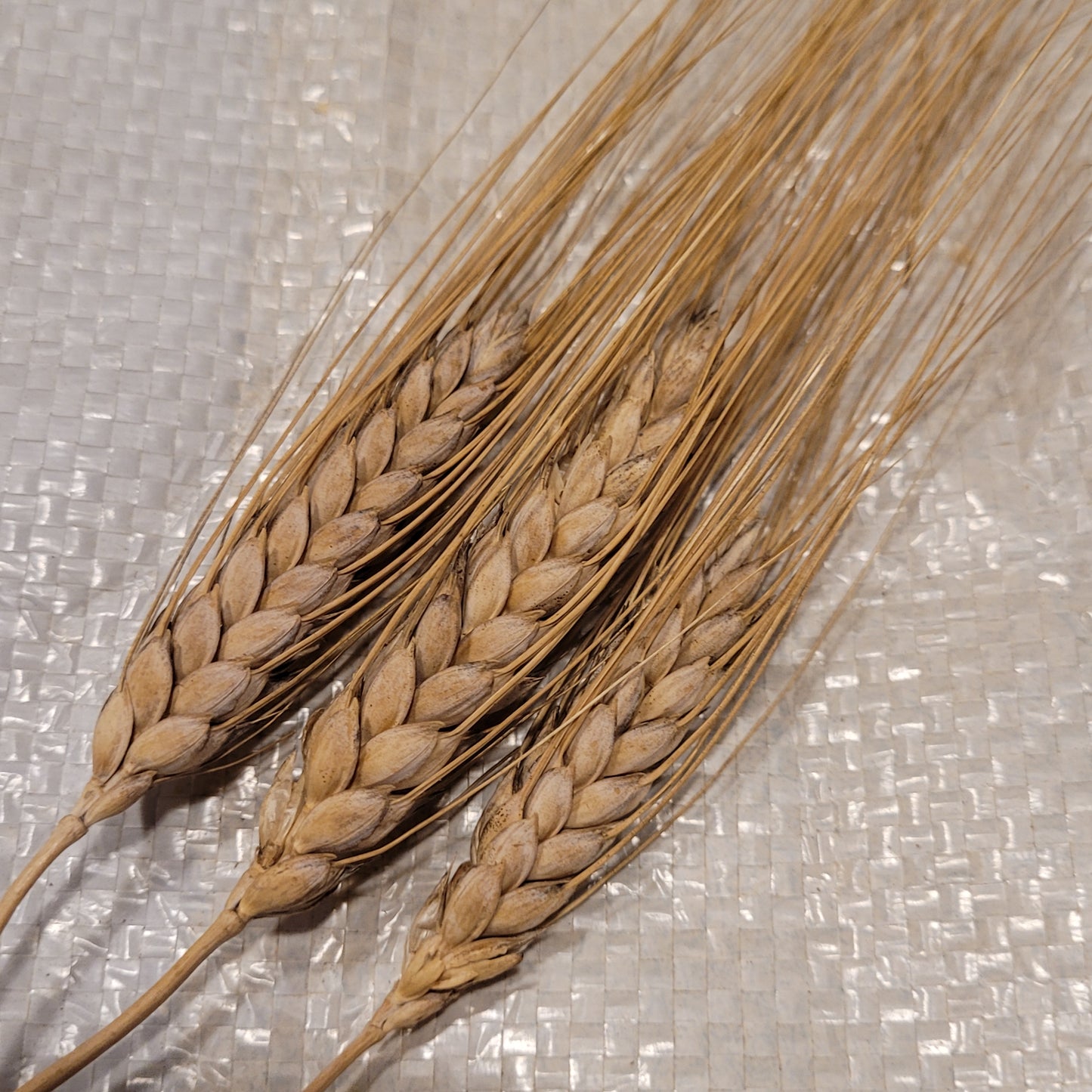 awned heads of Black Don Durum Wheat