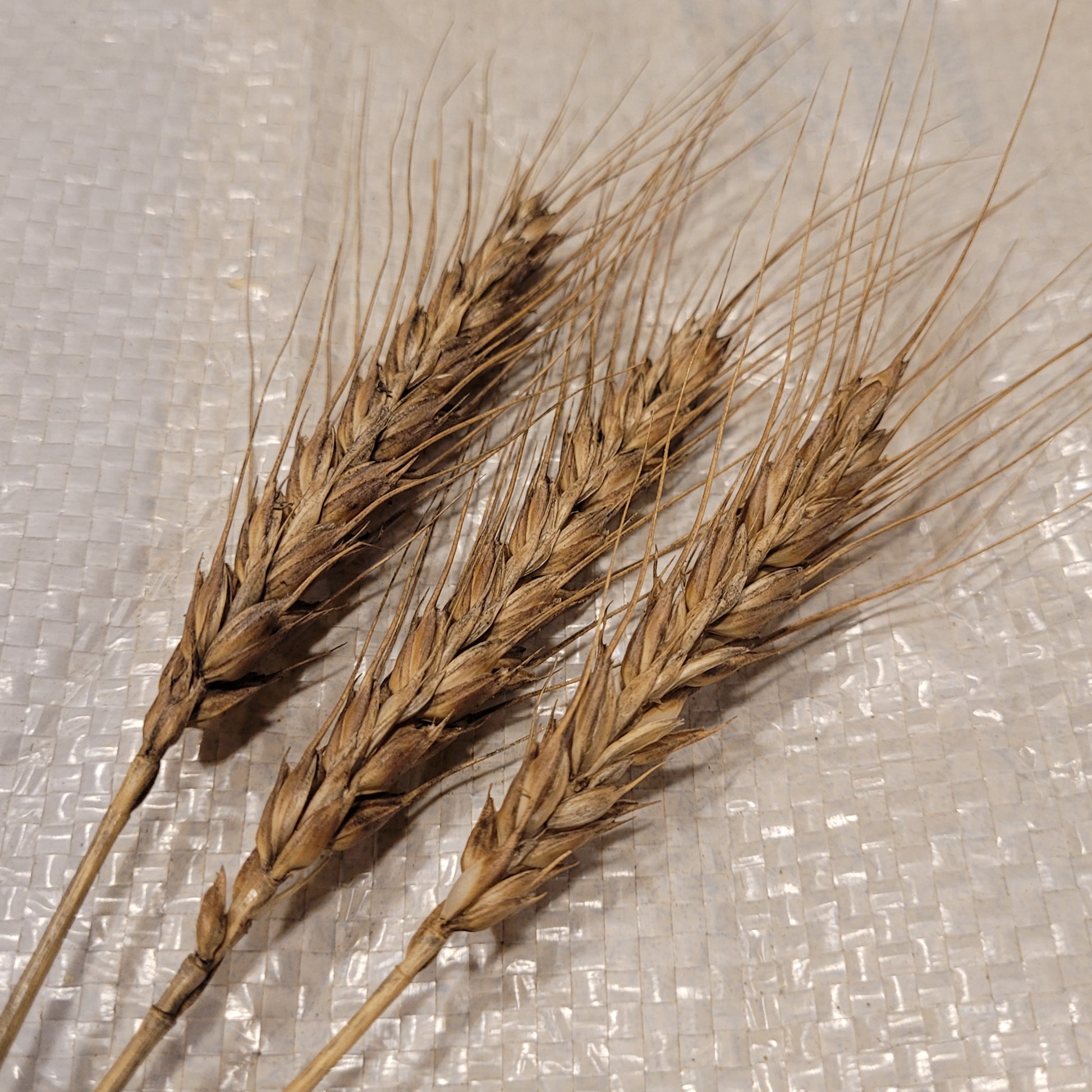 awned heads of Red Rock Wheat