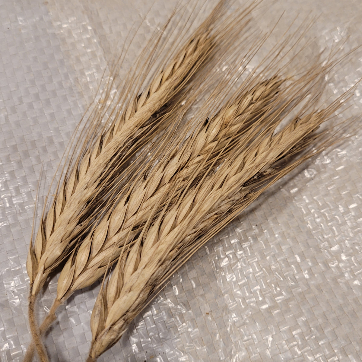 Uzor Triticale Great Lakes Staple Seeds