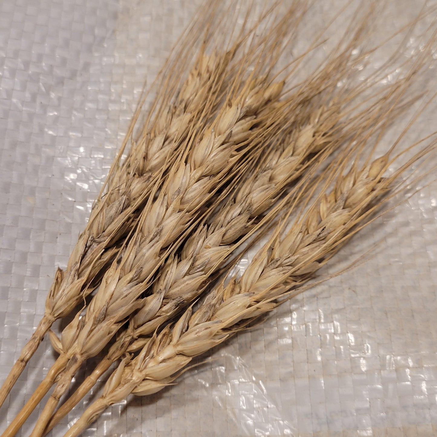 awned heads of Silversheaf Wheat