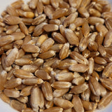 seeds of Silversheaf Wheat